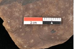 Foto (Detailsansicht) von Quercus palaeoilex Ettingshausen (NHMW-GEO-2024-0188-0898)